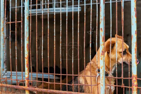 Streunender obdachloser Hund im Tierheim-Käfig. Trauriger verlassener hungriger Hund hinter alten rostigen Gittern des Käfigs im Tierheim für obdachlose Tiere. Hundeadoption, Rettung, Hilfe für Haustiere