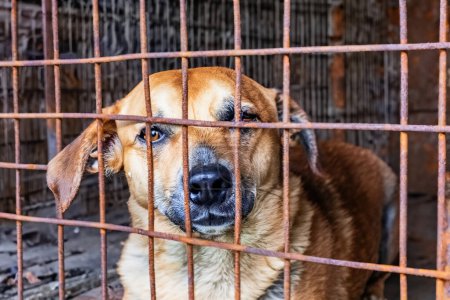 Perro callejero sin hogar en la jaula de refugio de animales. Triste perro hambriento abandonado detrás de la vieja rejilla oxidada de la jaula en refugio para animales sin hogar. Adopción de perros, rescate, ayuda para mascotas