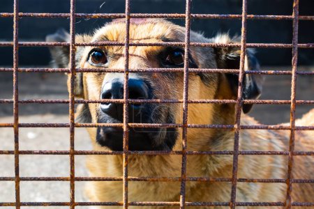 Perro callejero sin hogar en la jaula de refugio de animales. Triste perro hambriento abandonado detrás de la vieja rejilla oxidada de la jaula en refugio para animales sin hogar. Adopción de perros, rescate, ayuda para mascotas