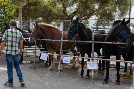 Photo for Porreres, Spain; november 01 2022: Annual autumn farm animal exhibition fair in the Majorcan town of Porreres, Spain. Exhibition of a different horses - Royalty Free Image