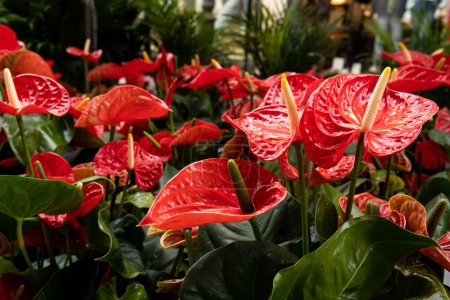 Photo for Close-up of the red flowers of Anthurium plants, Anthurium scherzerrianum - Royalty Free Image