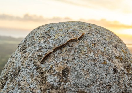 Foto de Gusanos procesionarios, Thaumetopoea pityocampa, en una roca al amanecer en la isla de Mallorca, España - Imagen libre de derechos