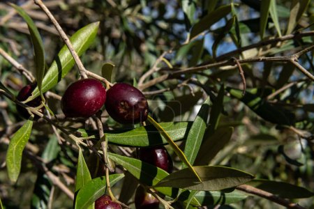 Photo for Close-up of olives from an olive branch, Olea europaea, at dawn on a sunny day. Island of Mallorca, Spain - Royalty Free Image