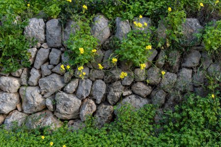 Dry stone wall typical of the island of Mallorca called marge, with plants and winter wild flowers, Spain
