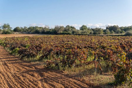 Photo for Vineyard field at sunset on a sunny autumn day. Island of Mallorca, Spain - Royalty Free Image