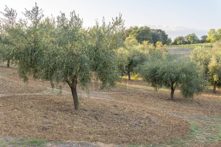 Photo for Olive tree crop, Olea europea, at sunrise in the interior of the island of Mallorca, Spain - Royalty Free Image