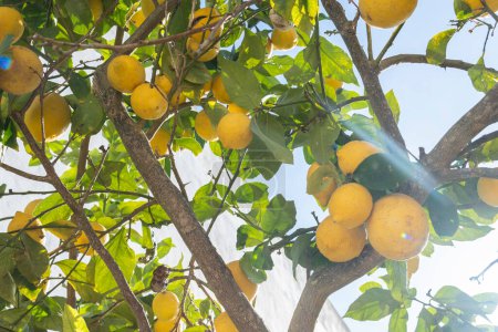 Close-up of lemon tree branches, Citrus limon, full of lemons on a sunny day