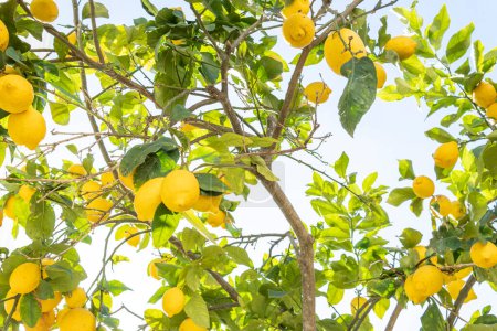 Close-up of lemon tree branches, Citrus limon, full of lemons on a sunny day