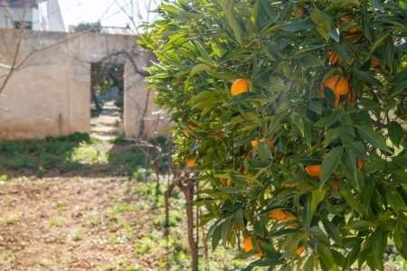 Close-up of orange tree branches, Citrus sinensis, full of oranges on a sunny day. Island of Mallorca, Spain