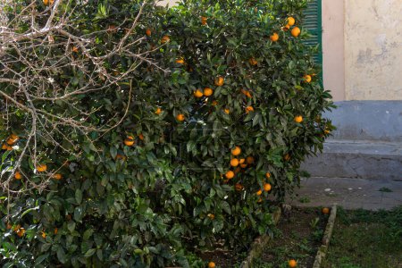 Primer plano de las ramas de naranjos, Citrus sinensis, lleno de naranjas en un día soleado. Isla de Mallorca, España