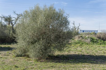Vista general de un olivo silvestre, Olea oleaster, en medio de un campo de primavera en un día soleado. Isla de Mallorca, España