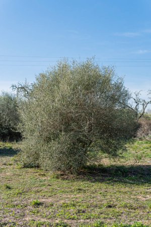 Vista general de un olivo silvestre, Olea oleaster, en medio de un campo de primavera en un día soleado. Isla de Mallorca, España