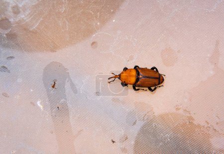 Primer plano de un escarabajo picudo rojo, Rhynchophorus ferrugineus, sobre una mesa de vidrio en un jardín casero. Isla de Mallorca, España