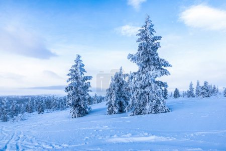 Téléchargez les photos : Arbres enneigés sur la montagne d'hiver finlandaise. - en image libre de droit