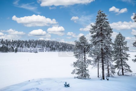  Paisaje de nieve con árboles altos en el lago congelado Inari, Finlandia, Laponia.