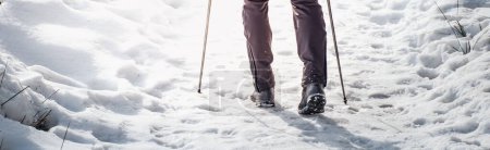 Téléchargez les photos : Nordic walking on snow in winter. Lower legs of hiker man with trekking poles. - en image libre de droit