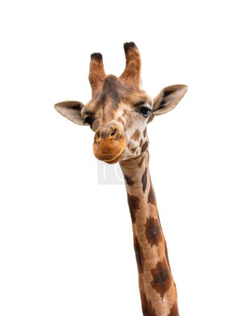 Téléchargez les photos : Portrait de girafe isolé sur fond blanc
. - en image libre de droit
