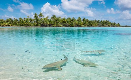 Téléchargez les photos : Requins nageant dans la lagune près de la plage. - en image libre de droit