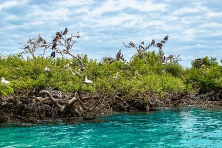 Téléchargez les photos : Grandes colonies d'oiseaux qui se reproduisent sur les îles des Seychelles, atoll de Cosmoledo. Culotte brune, Culotte à pieds rouges, Petite Truffe et Sterne de suie. - en image libre de droit