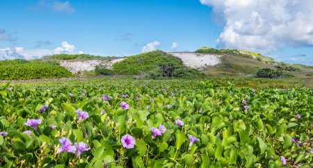 Téléchargez les photos : Paysage des prairies avec des fleurs pourpres de mauvaises herbes sur l'île tropicale des Seychelles. - en image libre de droit
