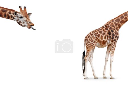 Téléchargez les photos : Concept de girafe drôle composé de deux parties. Tête avec langue saillante et dos du corps. Isolé sur blanc. - en image libre de droit