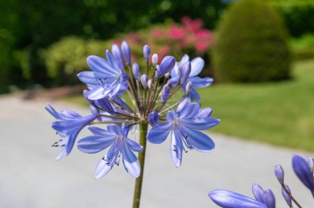Téléchargez les photos : Agapanthe bleu africain fleurit dans le jardin. Gros plan. - en image libre de droit