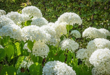 Téléchargez les photos : Fleurs d'hortensia blanches dans le jardin. Hydgrangea Arborescens Annabelle forte. - en image libre de droit