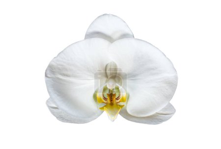 Téléchargez les photos : Fleur blanche d'orchidée de phalaenopsis isolée sur fond blanc. - en image libre de droit