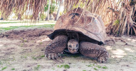 Téléchargez les photos : Vue de face de la tortue géante d'Aldabra sur l'île Remire, Seychelles. - en image libre de droit