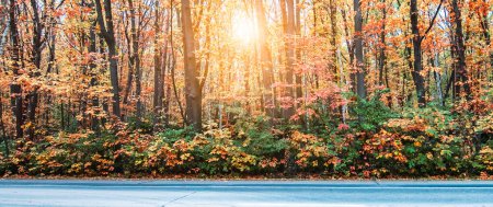 Téléchargez les photos : Paysage d'automne avec forêt colorée au coucher du soleil. - en image libre de droit