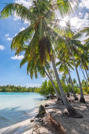 Téléchargez les photos : Paysage tropical de plage avec soleil qui brille à travers les feuilles de palmier sur la belle île de Tahaa en Polynésie française. - en image libre de droit