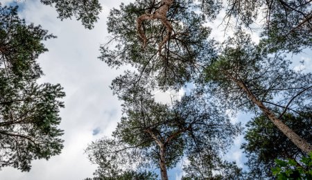 Téléchargez les photos : Vue en angle bas des grands pins dans la forêt du parc national en Belgique. - en image libre de droit