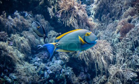 Foto de Bajo vista al agua de peces tropicales. Aleta amarilla Cirujano sobre fondo de coral. - Imagen libre de derechos