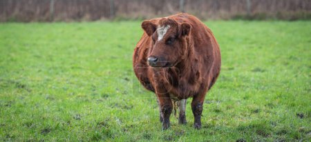 Photo for Brown pregnant cow standing in the meadow. Front view. - Royalty Free Image