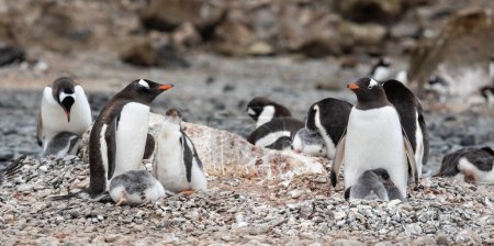 Gentoo penguins with cute fluffy little chicks on brown Bluff, Antarctica.