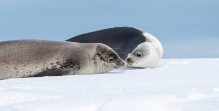 Téléchargez les photos : Weddell Seals amoureux en Antarctique. - en image libre de droit