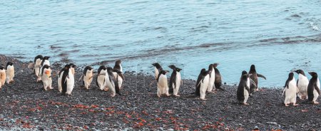 Adelie penguins walking along the coastline in Brown Bluff, Antarctica.