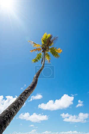 Téléchargez les photos : Palmier contre ciel bleu sur une journée ensoleillée d'été. - en image libre de droit