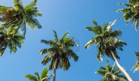 Téléchargez les photos : Palmiers contre ciel bleu sur l'île tropicale des Seychelles. Vue à angle bas. - en image libre de droit