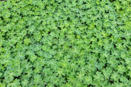 Téléchargez les photos : Feuilles vertes fond de géranium couvre-sol plante. - en image libre de droit