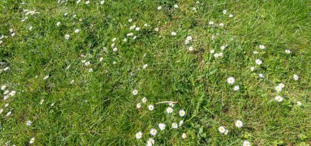 Téléchargez les photos : Marguerites blanches en fond d'herbe verte. - en image libre de droit