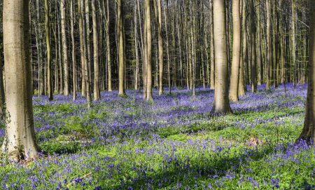 Téléchargez les photos : Forêt de Bluebell en Belgique. Hallerbos paysage avec beau tapis de fleurs pourpres. - en image libre de droit