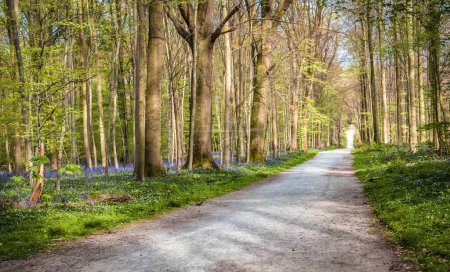 Photo for Path through flowering bluebells forest, Hallerbos Belgium. - Royalty Free Image