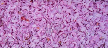 Téléchargez les photos : Texture de fond avec des pétales tombés de cerisier rose arbre en fleur. - en image libre de droit
