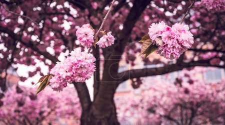Téléchargez les photos : Gros plan des branches florifères du cerisier japonais. - en image libre de droit