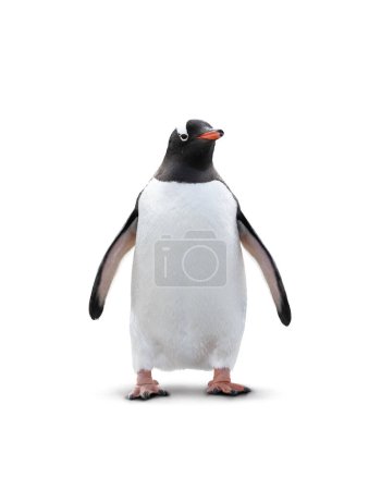 Gentoo Pinguin isoliert auf weißem Hintergrund.