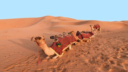 Téléchargez les photos : Safari à chameau dans le désert de Liwa, Abu Dhabi. - en image libre de droit