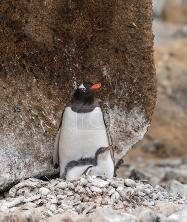 Gentoo penguin with young chick on nest, Brown Bluff, Antarctica.