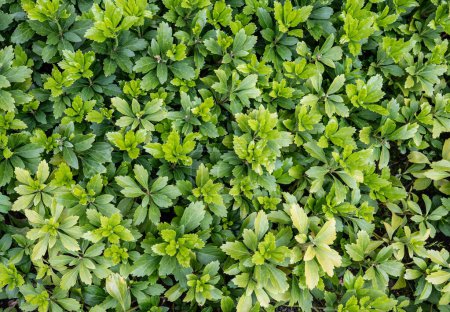 Téléchargez les photos : Couverture de sol vert avec des feuilles de Pachysandra plante. Texture naturelle fond. - en image libre de droit