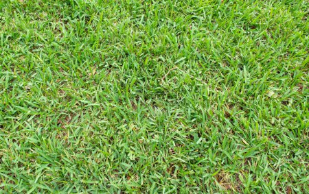 Téléchargez les photos : Fond d'herbe verte dans le jardin. Pelouse forte avec herbe épaisse. - en image libre de droit